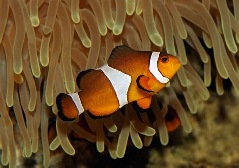 fish creature|Common clown fish .